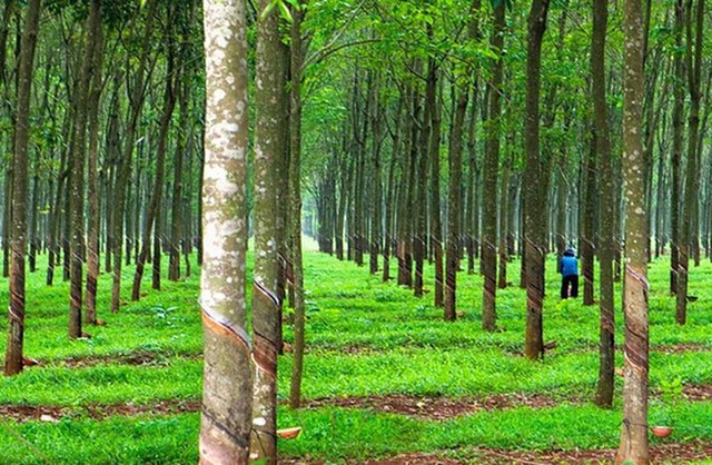 Chủ tịch Đoàn Nguyên Đức: Hoàng Anh Gia Lai có trồng rừng, sầu riêng… nhưng tôi chỉ tính đến cái gì đã thu hoạch được, không người ta bảo tôi nói phét - Ảnh 5.