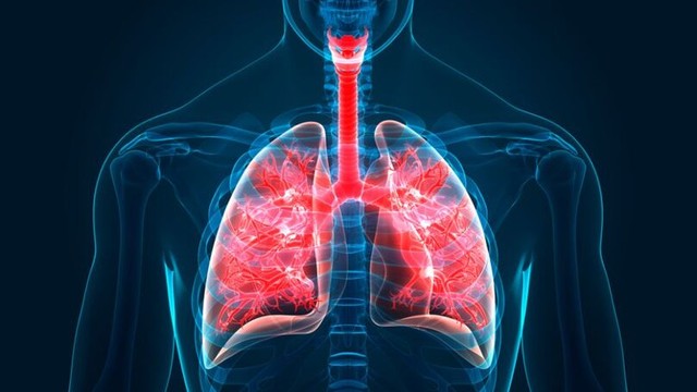 Phần mới của cơ thể được tìm thấy ẩn trong phổi - Ảnh 1.