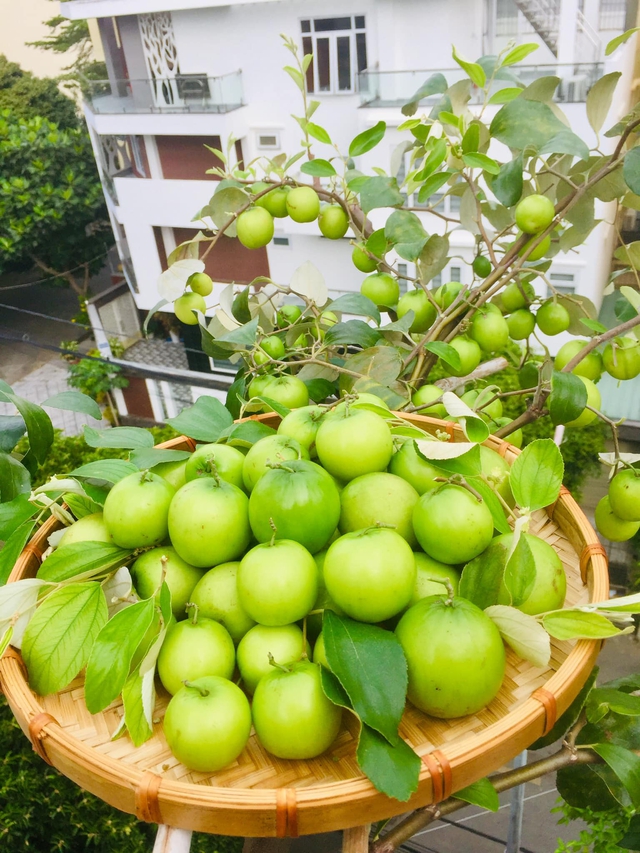 Với 5 triệu đồng, mẹ đảm Sài Gòn phủ kín sân thượng chỉ 50m² các loại trái ngọt, quanh năm sai trĩu cành - Ảnh 18.