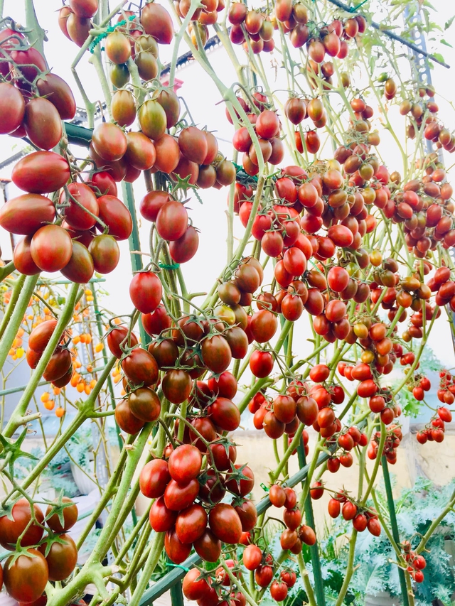 Với 5 triệu đồng, mẹ đảm Sài Gòn phủ kín sân thượng chỉ 50m² các loại trái ngọt, quanh năm sai trĩu cành - Ảnh 3.