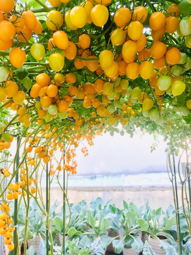Với 5 triệu đồng, mẹ đảm Sài Gòn phủ kín sân thượng chỉ 50m² các loại trái ngọt, quanh năm sai trĩu cành - Ảnh 4.