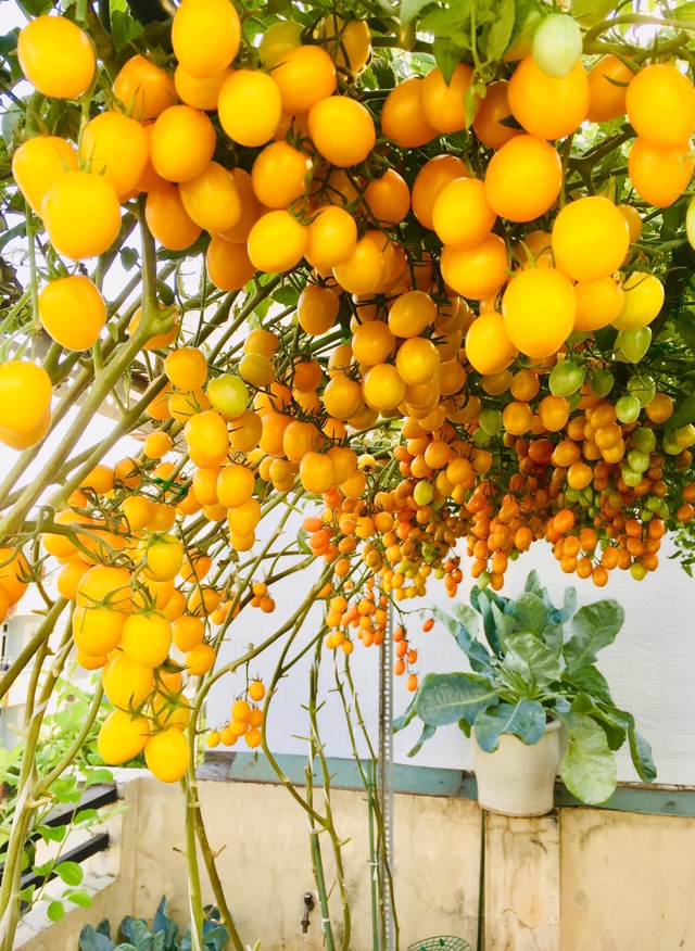 Với 5 triệu đồng, mẹ đảm Sài Gòn phủ kín sân thượng chỉ 50m² các loại trái ngọt, quanh năm sai trĩu cành - Ảnh 5.