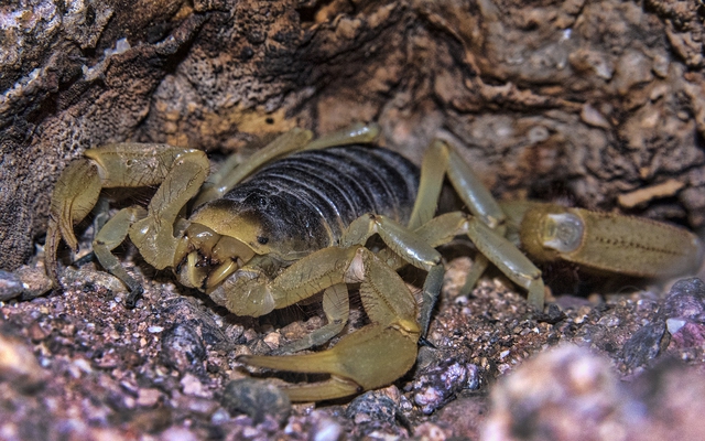Hadrurus arizonensis, loài bọ cạp lớn nhất Bắc Mỹ.