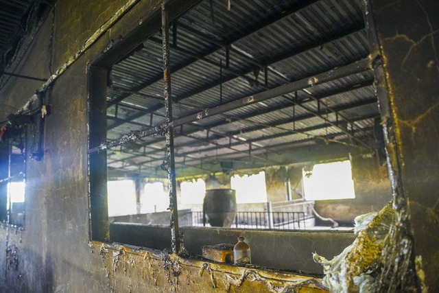   The owner was moved to see hundreds of people lined up all night to rescue 229 pigs that were struck by lightning - Photo 6.