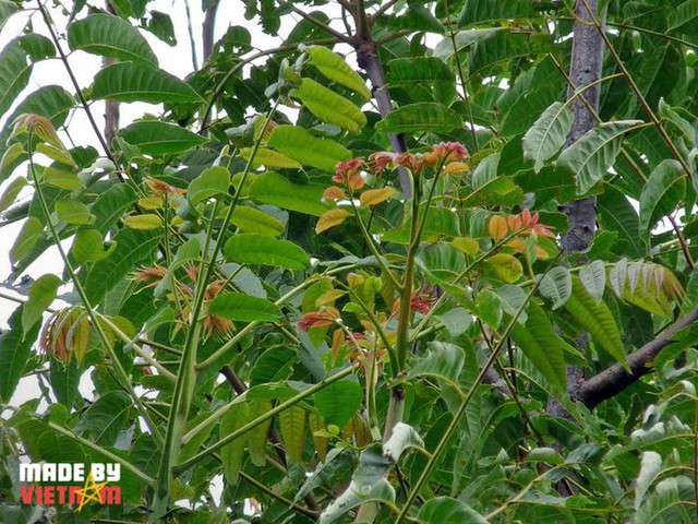  Loại cây mọc dại ở Việt Nam, tuy có độc, nhưng dân Trung Quốc vẫn mua ăn với giá trên trời - Ảnh 1.