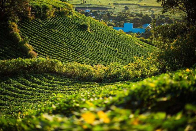 Emerging paradise in the Central Highlands: The crater is winding in the middle of unspoiled nature, each season is colored by a beautiful fairy-like flower - Photo 5.