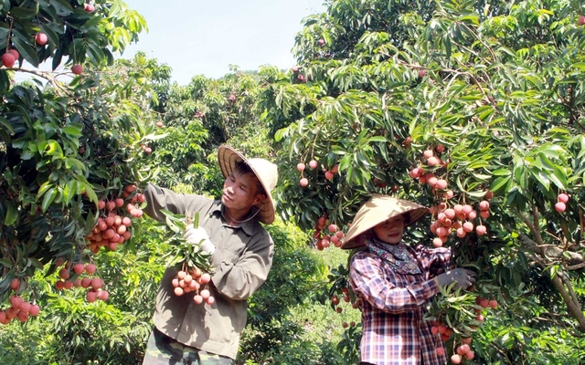 Nông dân Bắc Giang thu hoạch vải thiều. Ảnh: TTXVN
