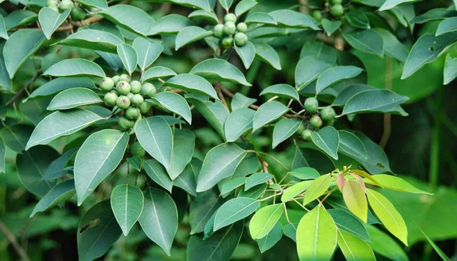 The plant has a strange name, a cure for liver disease: Everyone thought it was just a shade tree - Photo 1.