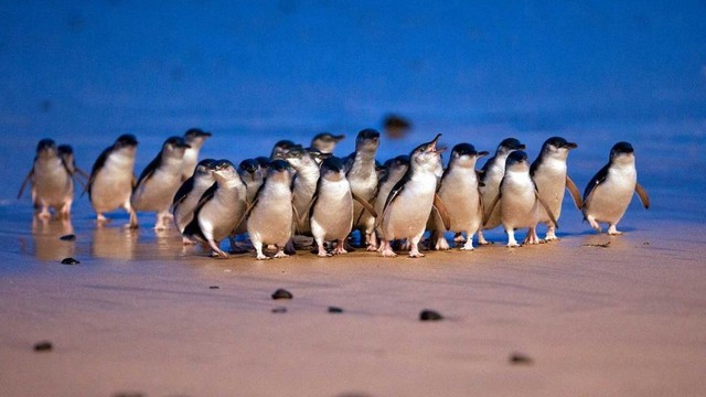 5.200 chim cánh cụt nhỏ nhất thế giới lạch bạch trên bãi biển trong cuộc diễu hành kỷ lục - Ảnh 1.