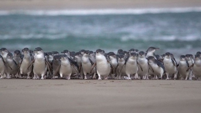 5.200 chim cánh cụt nhỏ nhất thế giới lạch bạch trên bãi biển trong cuộc diễu hành kỷ lục - Ảnh 3.