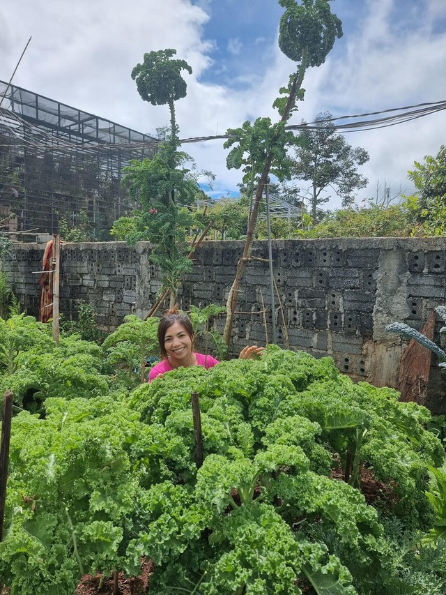 3m high cabbage garden in Dak Lak thanks to the top secret of a young mother, if you want to pick it, you have to take a ladder - Photo 1.