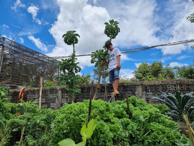 3m high cabbage garden in Dak Lak thanks to the top secret of a young mother, if you want to pick it, you have to take a ladder - Photo 2.