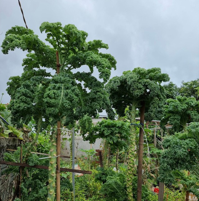 Vườn cải cao 3m ở Đắk Lắk nhờ bí quyết đỉnh của mẹ trẻ, muốn hái phải bắc thang - Ảnh 3.