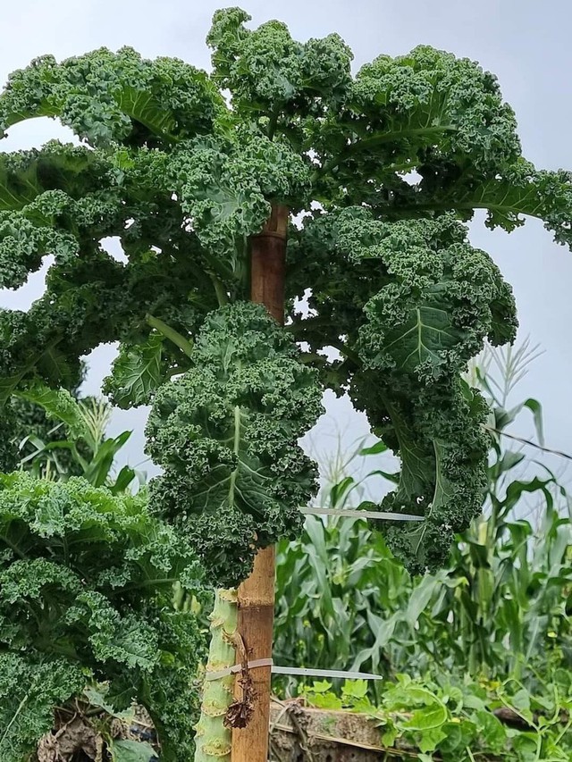 3m high cabbage garden in Dak Lak thanks to the top secret of a young mother, if you want to pick it, you have to take a ladder - Photo 6.