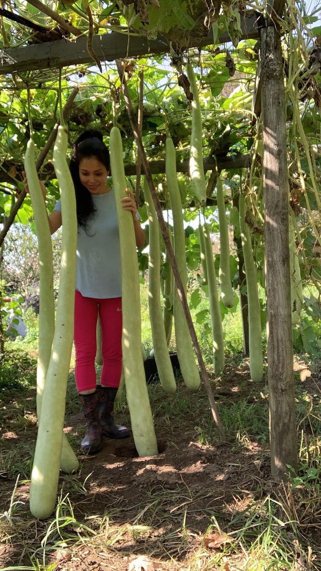  Người phụ nữ Việt sang Mỹ chăm vườn 4000m2, cây trái ra cỡ đại nhìn cực thích mắt - Ảnh 3.