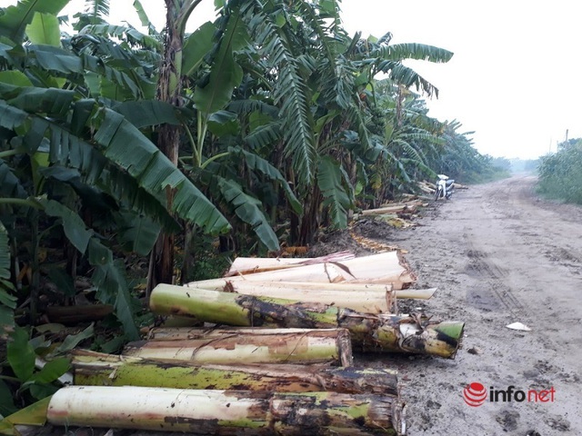 Chàng trai biến loại phụ phẩm bị vứt bỏ, cho bò, lợn ăn thành mặt hàng tỷ đô - Ảnh 1.