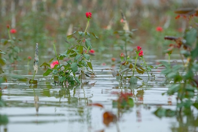 Ra sân kích cá, lội nước hái hoa, chèo thuyền đi thăm lúa sau mưa lớn ở Hà Nội - Ảnh 12.