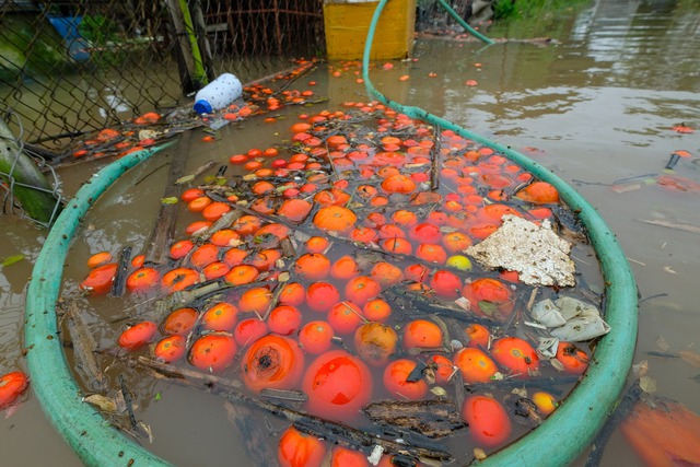 Ra sân kích cá, lội nước hái hoa, chèo thuyền đi thăm lúa sau mưa lớn ở Hà Nội - Ảnh 15.