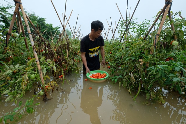 Ra sân kích cá, lội nước hái hoa, chèo thuyền đi thăm lúa sau mưa lớn ở Hà Nội - Ảnh 16.