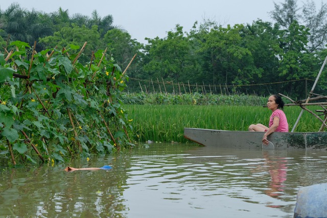 Ra sân kích cá, lội nước hái hoa, chèo thuyền đi thăm lúa sau mưa lớn ở Hà Nội - Ảnh 17.