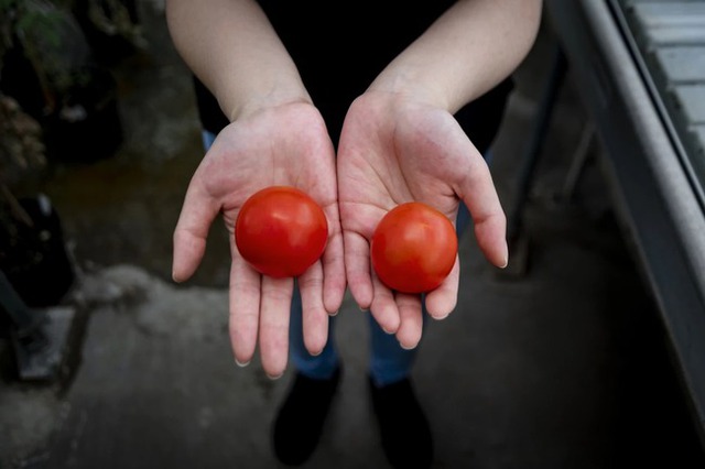 Thứ quả bé hơn lòng bàn tay trông quá bình thường nhưng được gọi là siêu cà chua, sự thật ẩn bên trong càng kinh ngạc - Ảnh 3.