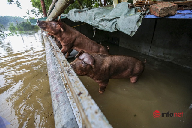 Nước sông lên cao, hàng chục hộ dân ở ngoại ô Hà Nội chìm trong biển nước - Ảnh 8.