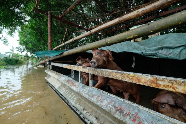 Ra sân kích cá, lội nước hái hoa, chèo thuyền đi thăm lúa sau mưa lớn ở Hà Nội - Ảnh 8.