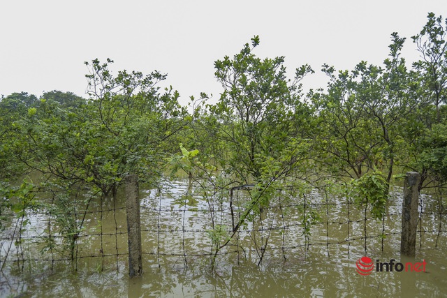 Nước sông lên cao, hàng chục hộ dân ở ngoại ô Hà Nội chìm trong biển nước - Ảnh 10.