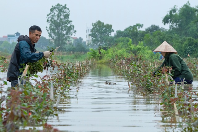 Ra sân kích cá, lội nước hái hoa, chèo thuyền đi thăm lúa sau mưa lớn ở Hà Nội - Ảnh 10.