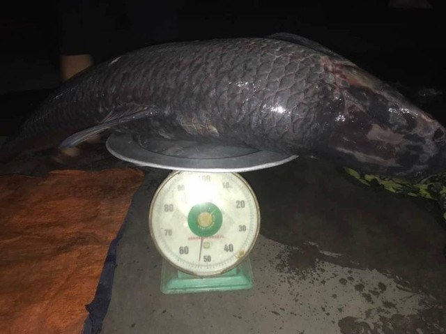 People caught black carp weighing 53kg, more than 1m long in Thac Ba lake - Photo 1.