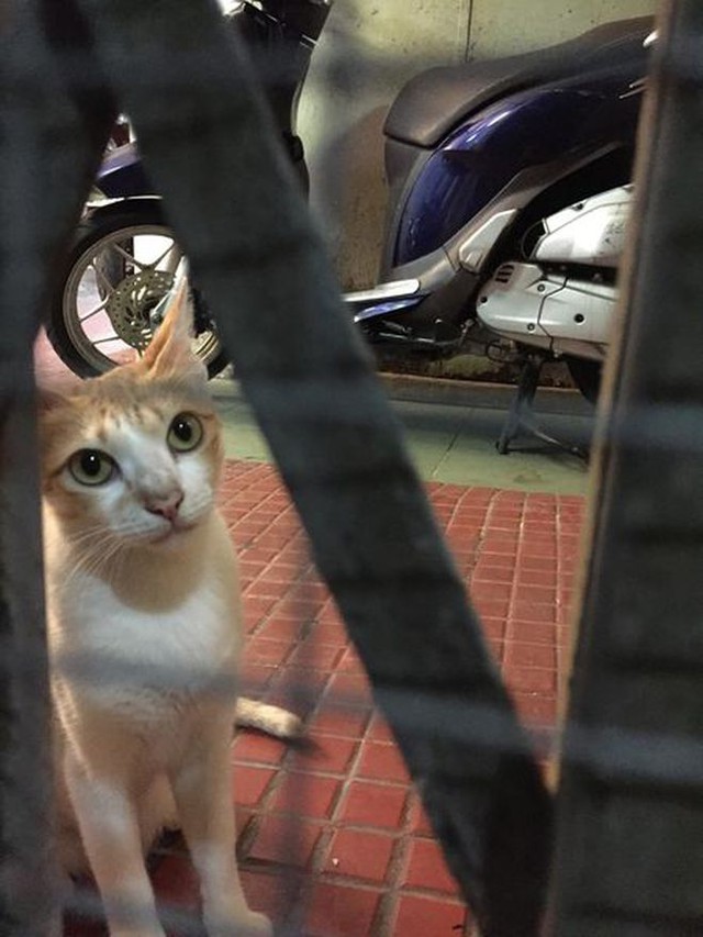   Accused of beating 20 feral cats, a steak restaurant in Ho Chi Minh City admits: No words can justify this action - Photo 3.