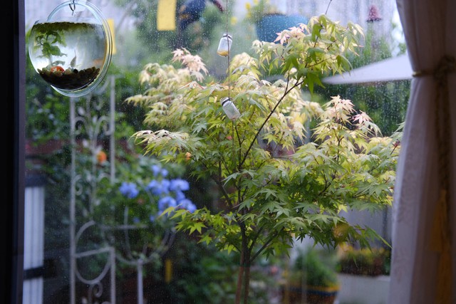 Cặp vợ chồng chi gần 200 triệu cải tạo sân vườn rộng 40m², nhìn vào thành quả mới thấy hoàn toàn đáng giá - Ảnh 23.