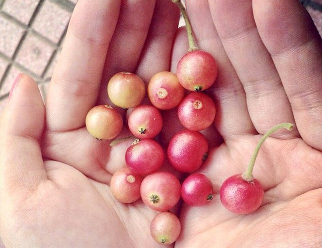 Không cần cherry, việt quất nhập khẩu đắt đỏ, ở Việt Nam có 1 loại quả rụng đầy gốc thay thế tốt, vừa sản xuất collagen lại phòng bệnh ung thư - Ảnh 1.