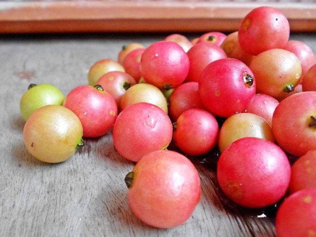 Không cần cherry, việt quất nhập khẩu đắt đỏ, ở Việt Nam có 1 loại quả rụng đầy gốc thay thế tốt, vừa sản xuất collagen lại phòng bệnh ung thư - Ảnh 2.