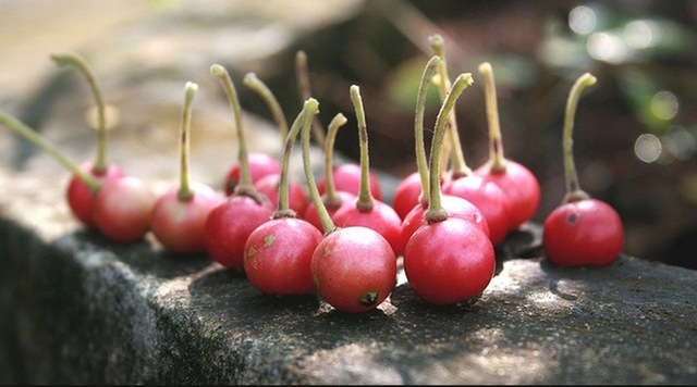 Không cần cherry, việt quất nhập khẩu đắt đỏ, ở Việt Nam có 1 loại quả rụng đầy gốc thay thế tốt, vừa sản xuất collagen lại phòng bệnh ung thư - Ảnh 3.