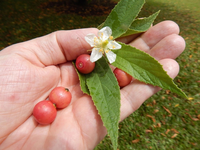 Không cần cherry, việt quất nhập khẩu đắt đỏ, ở Việt Nam có 1 loại quả rụng đầy gốc thay thế tốt, vừa sản xuất collagen lại phòng bệnh ung thư - Ảnh 4.