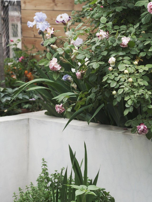 Chỉ rộng vỏn vẹn 30m², khu vườn sân thượng của mẹ đảm có đến 400 loại thực vật - Ảnh 13.