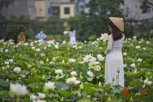 The white lotus pond is in full bloom, hundreds of people eagerly come to check-in every day - Photo 11.
