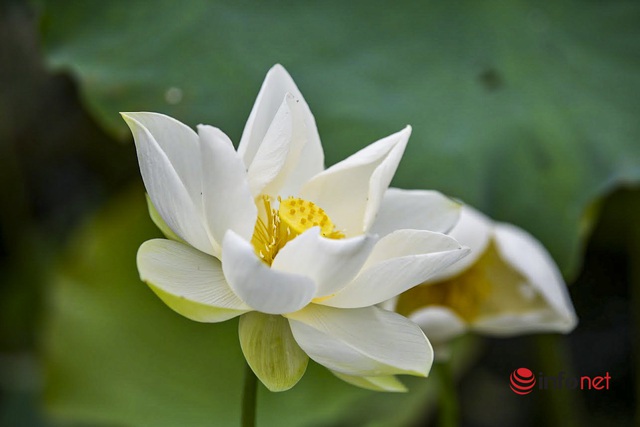 The white lotus pond is in full bloom, hundreds of people eagerly come to check-in every day - Photo 7.