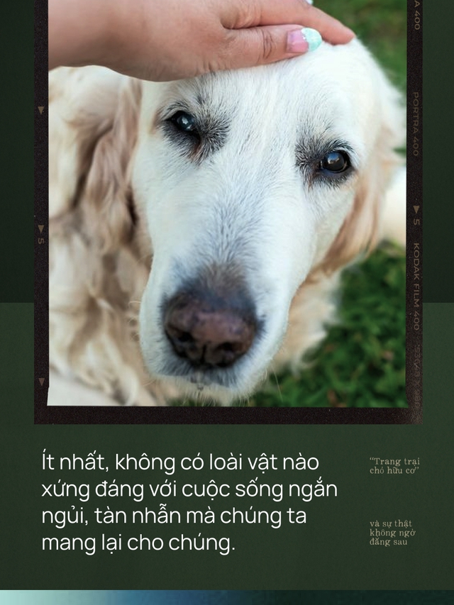 “Trang trại thịt chó hữu cơ Elwood” - mô hình kinh doanh ngang nhiên thách thức cộng đồng người yêu chó, bất ngờ lại thành công vang dội - Ảnh 7. “Trang trại thịt chó hữu cơ Elwood” - mô hình kinh doanh ngang nhiên thách thức cộng đồng người yêu chó, bất ngờ lại thành công vang dội - Ảnh 7.