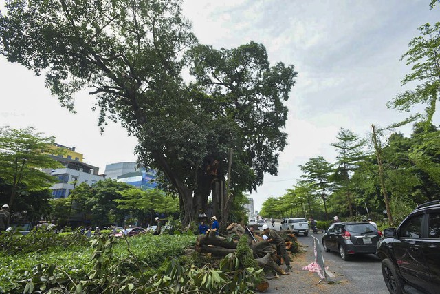 Cây đa trên đường Võ Chí Công - cổng làng Trung Nha trong ký ức, khởi nguồn của Dế mèn phiêu lưu ký và nguyện ước cuối đời của nhà văn Tô Hoài - Ảnh 2.