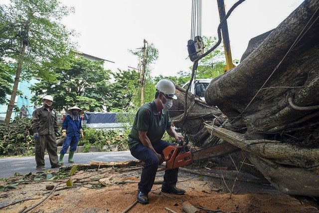 Cây đa trên đường Võ Chí Công - cổng làng Trung Nha trong ký ức, khởi nguồn của Dế mèn phiêu lưu ký và nguyện ước cuối đời của nhà văn Tô Hoài - Ảnh 11.