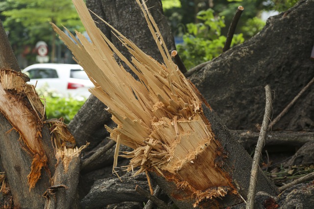 Cây đa trên đường Võ Chí Công - cổng làng Trung Nha trong ký ức, khởi nguồn của Dế mèn phiêu lưu ký và nguyện ước cuối đời của nhà văn Tô Hoài - Ảnh 5.