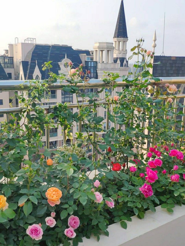 Khu vườn ban công trên tầng 33 rộng 15m², sở hữu tầm nhìn tuyệt đẹp - Ảnh 10.