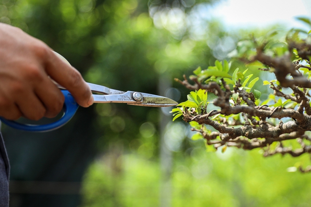 Nghệ nhân bonsai 9x kiếm tiền triệu mỗi ngày nhờ chăm cây tiền tỷ - Ảnh 3.