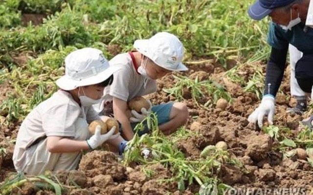 Trẻ em Hàn Quốc trải nghiệm thu hoạch khoai tây ở một nông trại. (Ảnh: Yonhap)