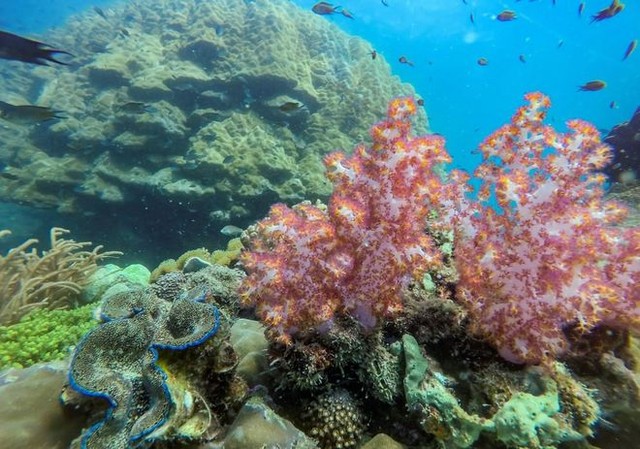  Những rạn san hô tuyệt đẹp ở các vùng biển Việt Nam đứng trước nguy cơ suy giảm hàng loạt, nhiều nơi đã phải lên kế hoạch để giải cứu - Ảnh 3.