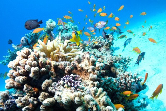  Những rạn san hô tuyệt đẹp ở các vùng biển Việt Nam đứng trước nguy cơ suy giảm hàng loạt, nhiều nơi đã phải lên kế hoạch để giải cứu - Ảnh 5.