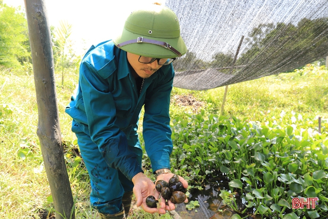 Kỹ sư xây dựng… nuôi ốc bươu, mỗi năm thu nhập hàng trăm triệu - Ảnh 4.