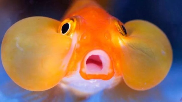 Goldfish, the most pitiful fish on our planet - Photo 1.